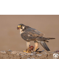 گونه شاهين Barbary Falcon